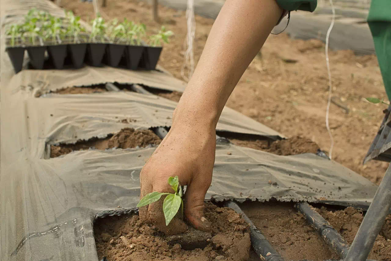 Bienfaits et méfaits de l'alimentation bio
