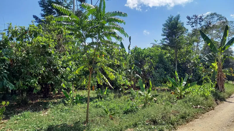 Cacaoyer du pérou