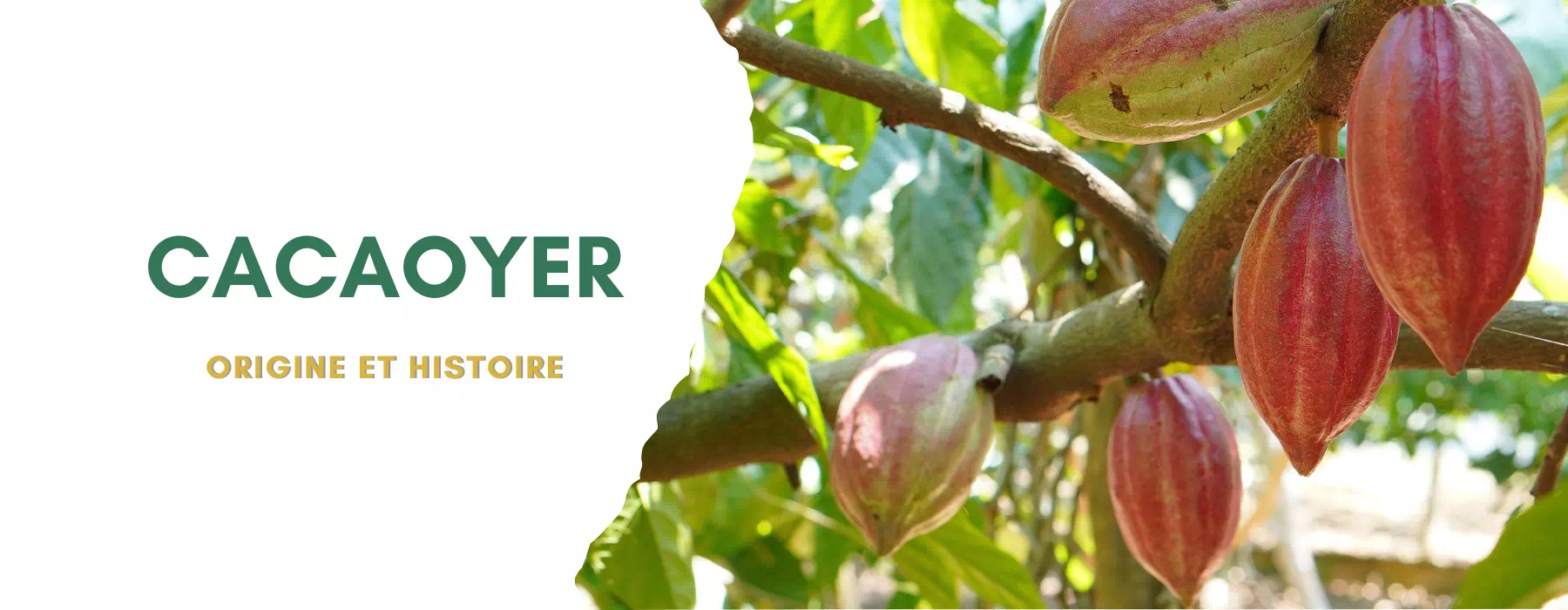 Cacaoyer, son histoire et ses origines