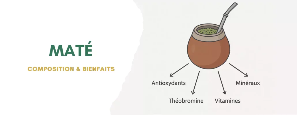 Maté: composition et bienfaits