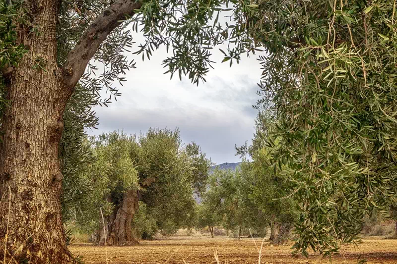 Olive: fruit ou légume?