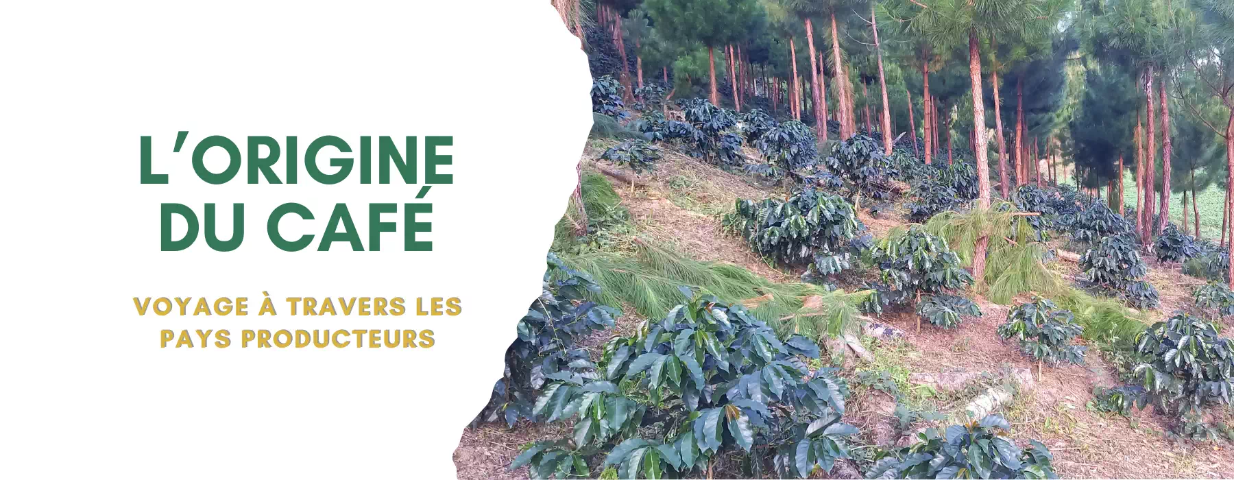 D'où est originaire le café?