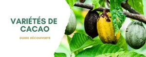 Variétés de cacao