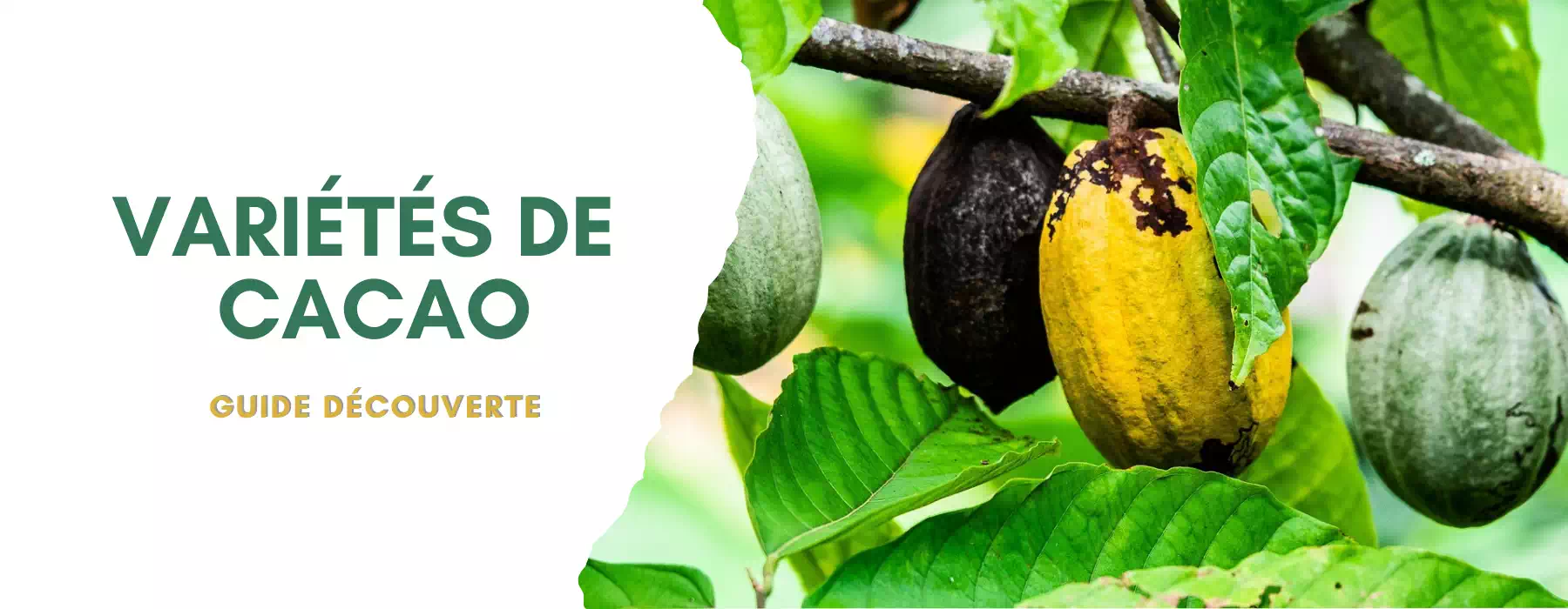 Variétés de cacao