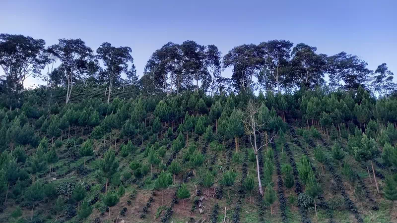 Plantation de café El Palomar