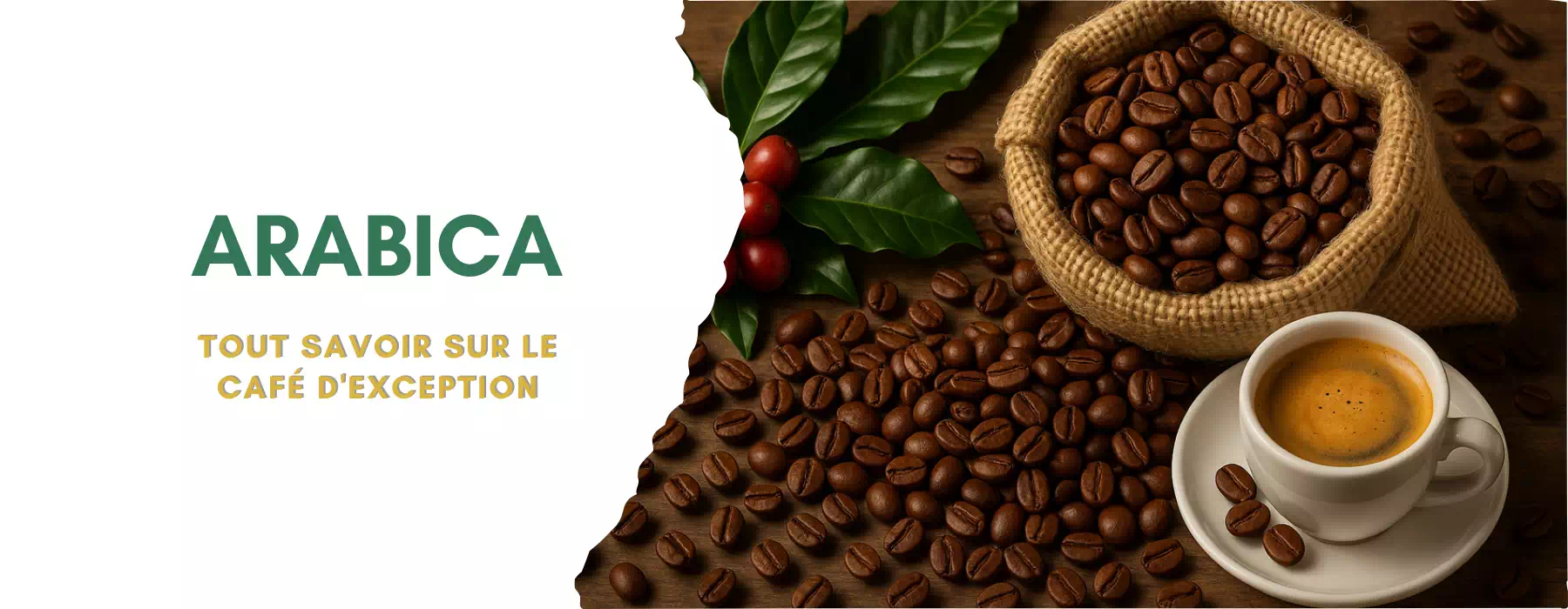 Tout savoir sur le café Arabica