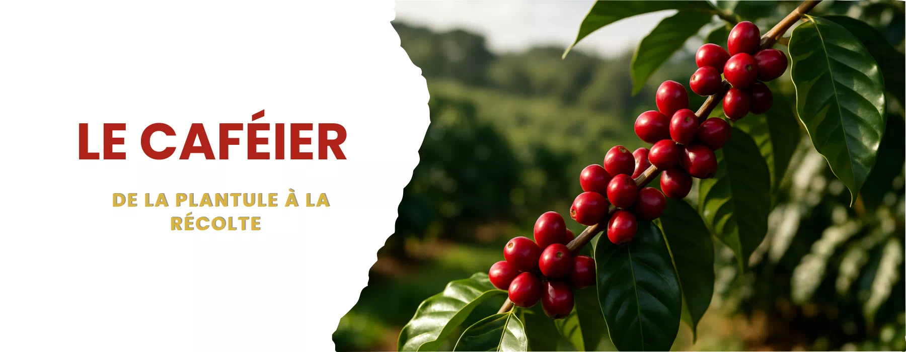 cafeier