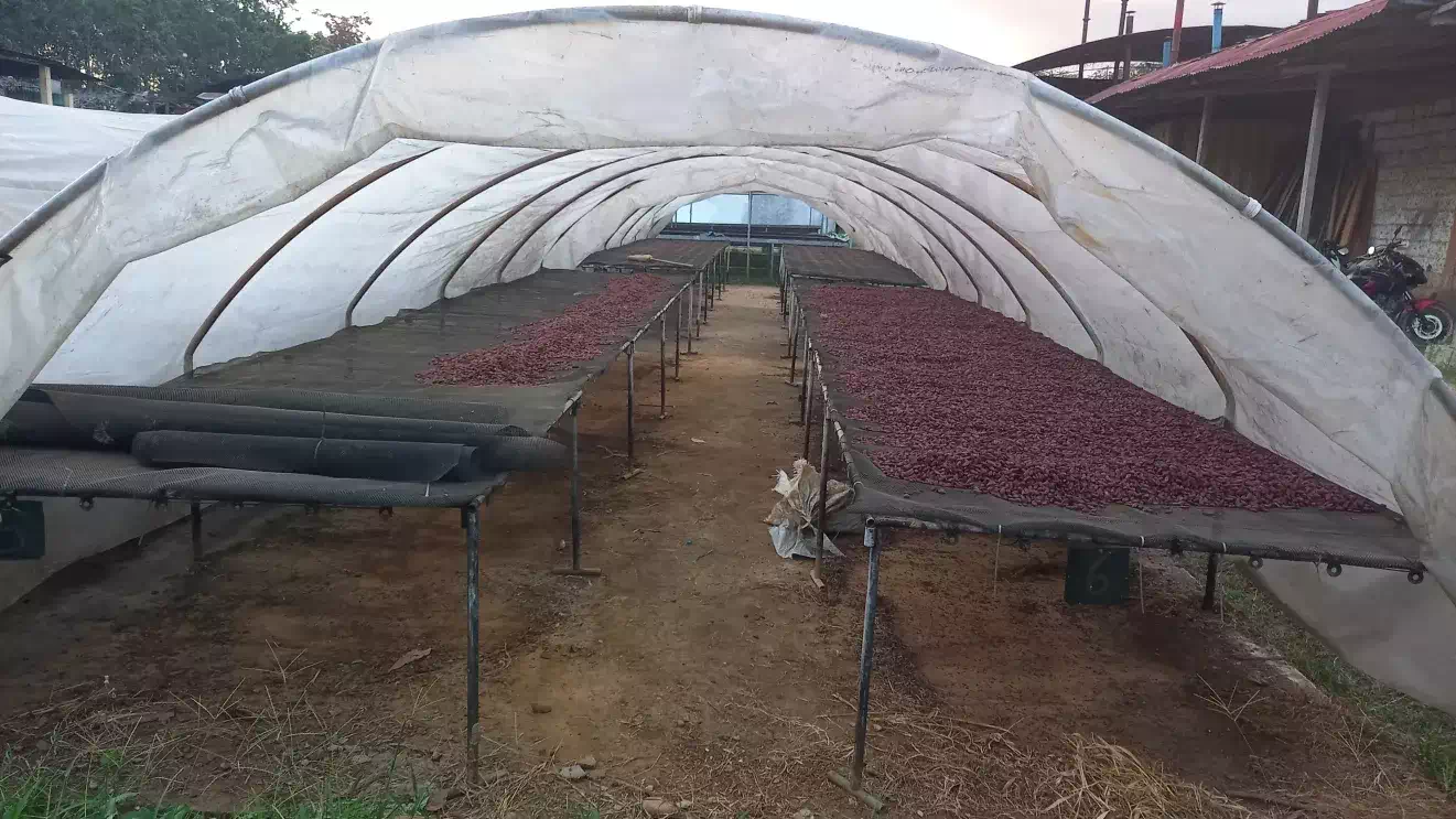 processus fabrication cacao perou saldac