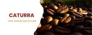 cafe caturra