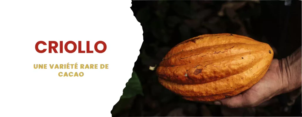 cacao criollo