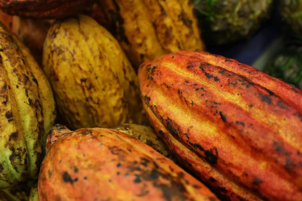 informations sur le cacao criollo