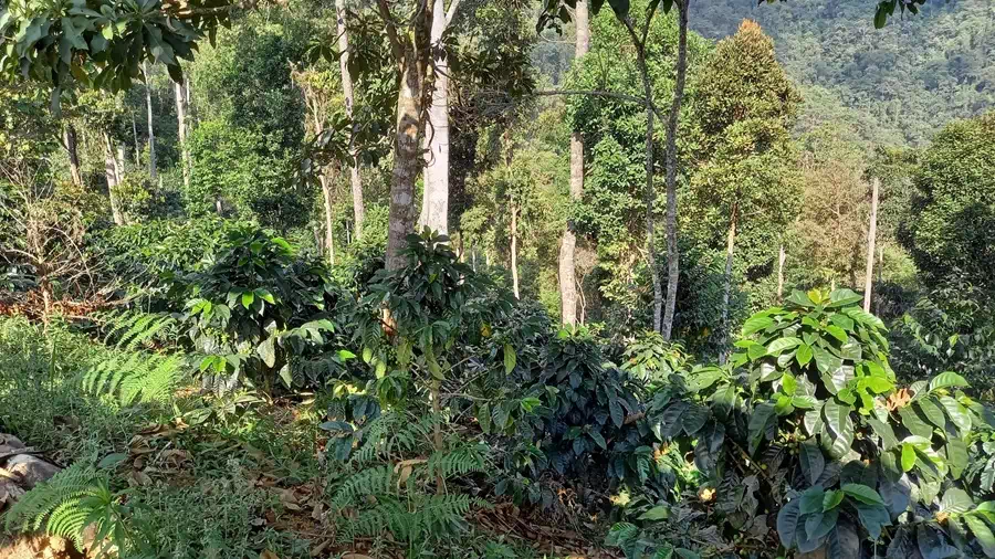 Solidarité avec l'Amérique Latine