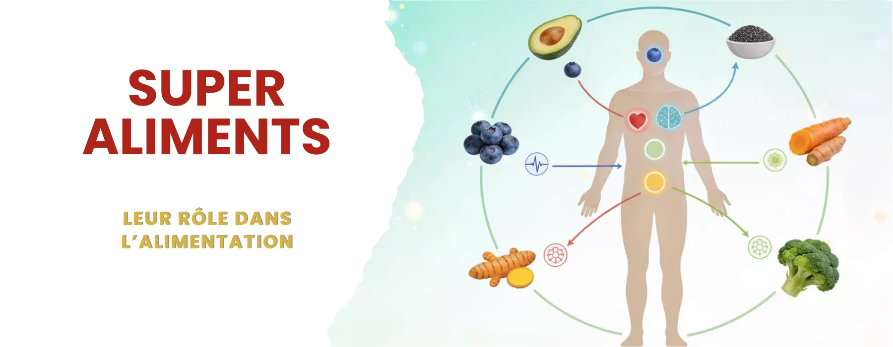 role des superaliments