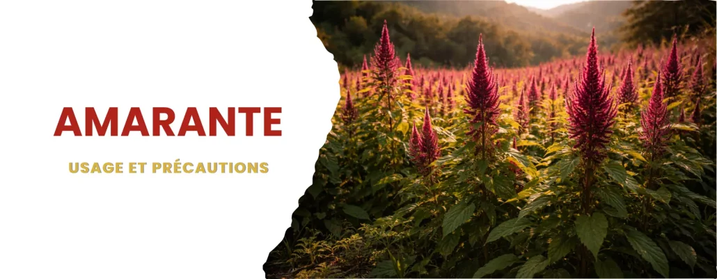 Amarante : usages et précautions