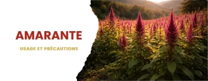 Amarante : usages et précautions